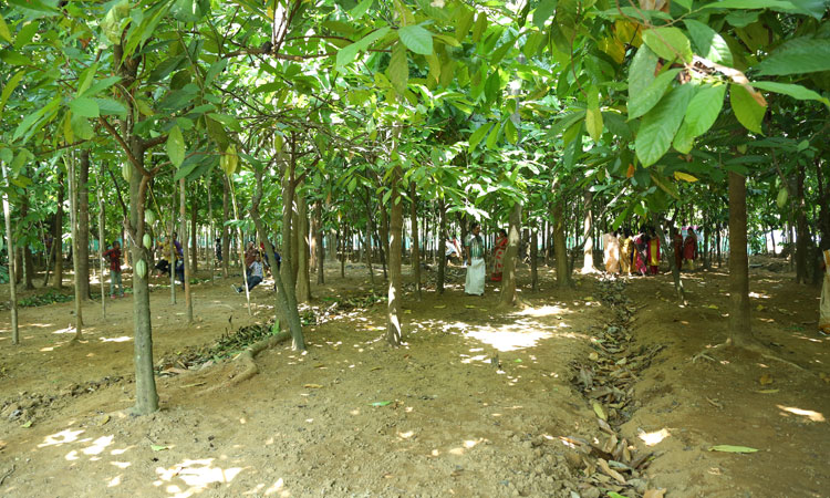 Haritha Bio Park Tourism-Panamkuzhy,Kodanad