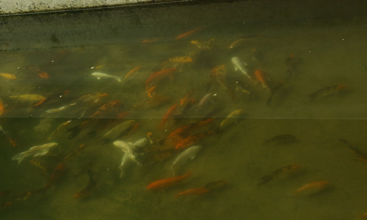 Haritha Bio Park Tourism-Panamkuzhy,Near Paniyeli