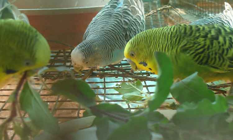 Haritha Bio Park Tourism-Panamkuzhy,Kodanad