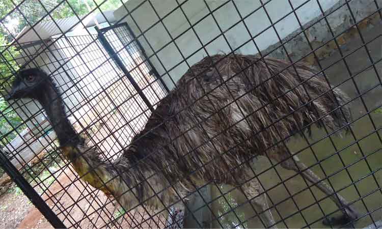Haritha Bio Park Tourism-Panamkuzhy,Kodanad