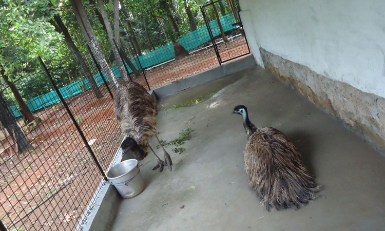 Haritha Bio Park Tourism-Panamkuzhy,Kodand