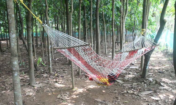 Haritha Bio Park Tourism-Panamkuzhy,Kodand