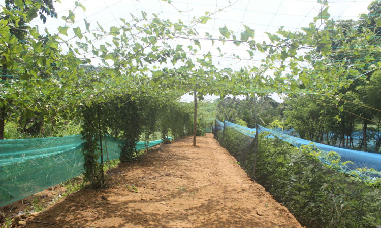 Haritha Bio Park Tourism-Panamkuzhy,Kodand