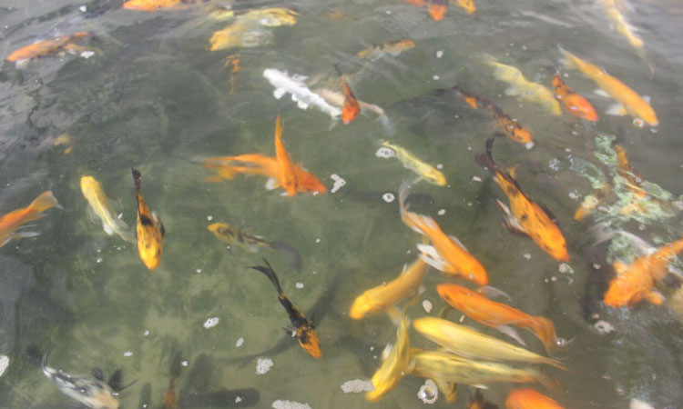Haritha Bio Park Tourism-Panamkuzhy,Kodand
