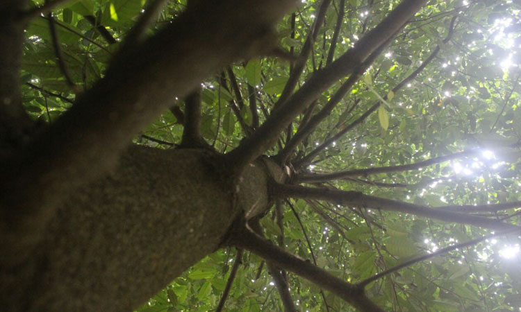 Haritha Bio Park Tourism-Panamkuzhy,Kodand