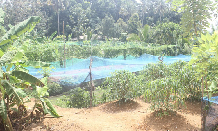 Haritha Bio Park Tourism-Panamkuzhy,Kodand