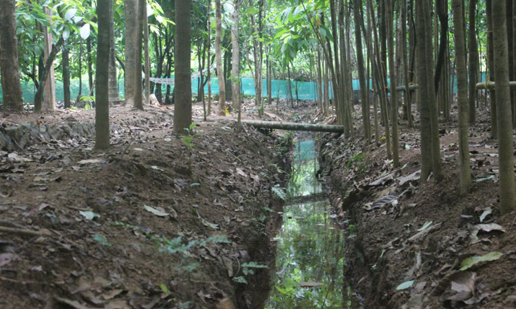 Haritha Bio Park Tourism-Panamkuzhy,Kodand