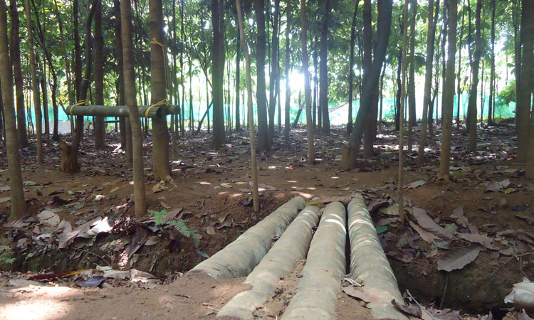 Haritha Bio Park Tourism-Panamkuzhy,Kodand