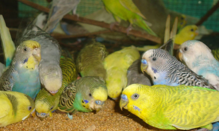 Haritha Bio Park Tourism-Panamkuzhy,Kodand