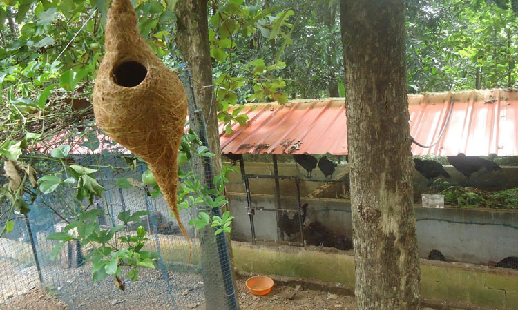 Haritha Bio Park Tourism-Panamkuzhy,Kodand