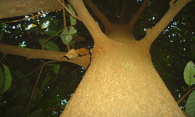 Haritha Bio Park Tourism-Panamkuzhy,Kodand