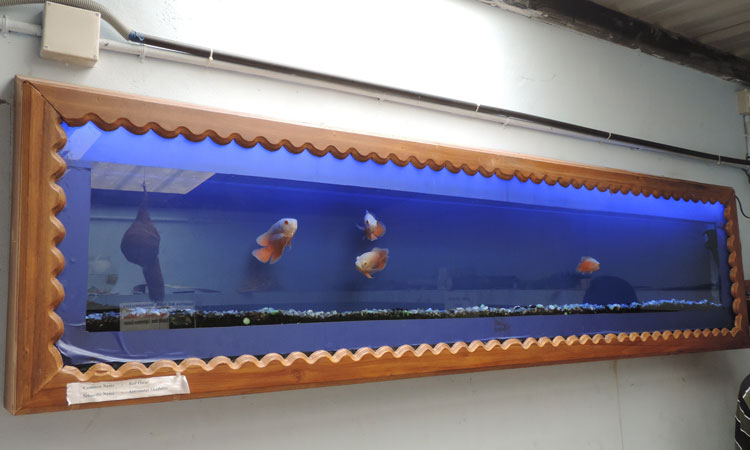 Haritha Bio Park Tourism-Panamkuzhy,Kodand