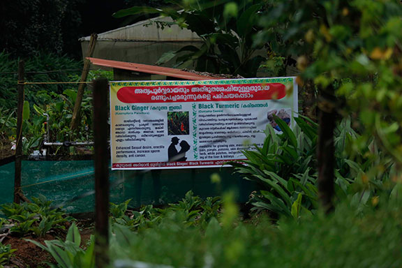 Haritha Bio Park Tourism-Panamkuzhy,Kodanad