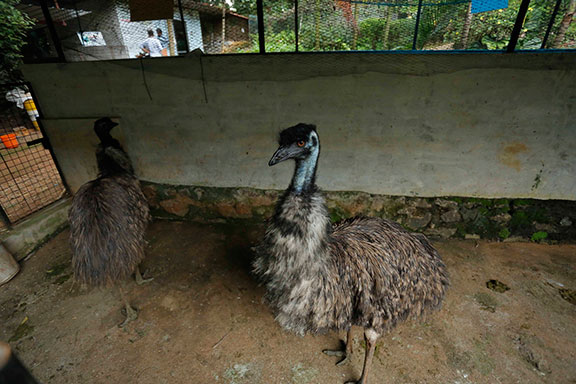 Haritha Bio Park Tourism-Panamkuzhy,Kodanad