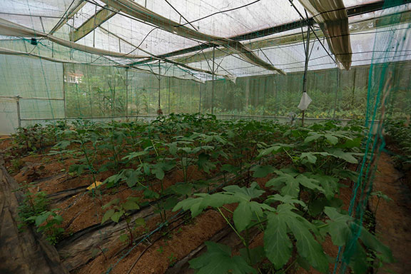 Haritha Bio Park Tourism-Panamkuzhy,Kodanad