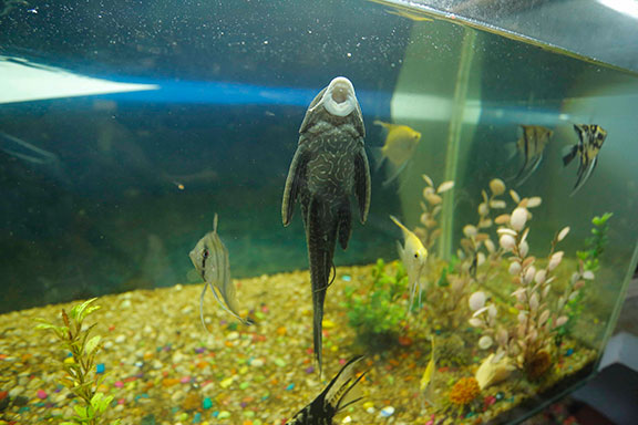Haritha Bio Park Tourism-Panamkuzhy,Kodanad