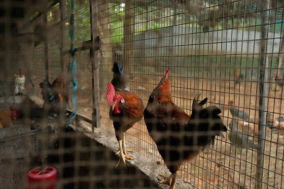 Haritha Bio Park Tourism-Panamkuzhy,Kodanad