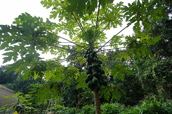 Haritha Bio Park Tourism-Panamkuzhy,Kodanad
