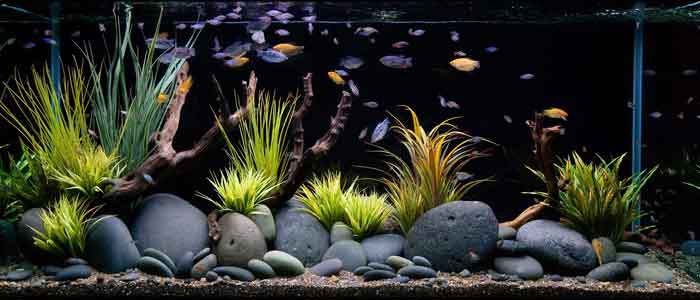 Ornamental Fish-Haritha Bio Park, Panamkuzhy,Kodanad