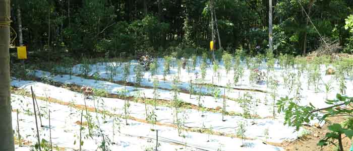 Precision Farm - Haritha Bio Park, Panamkuzhy,Kodanad